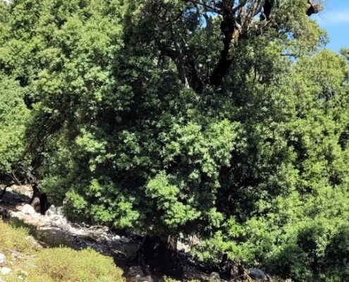 Gorropu-Schlucht, Sardinien