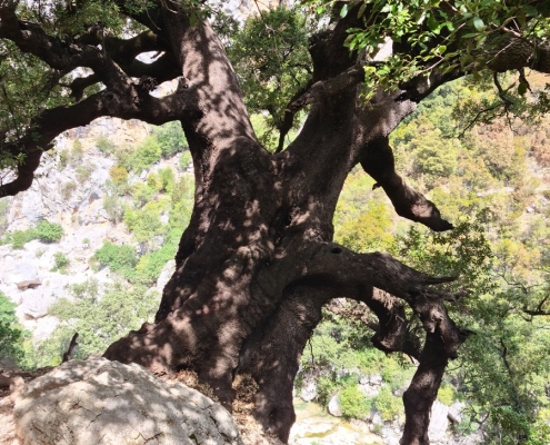 Gorropu-Schlucht, Sardinien