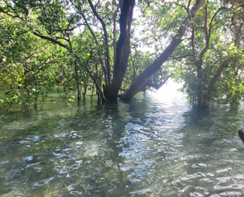 Blue Safari, Sansibar
