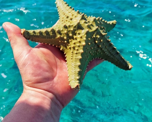 Blue Safari, Sansibar