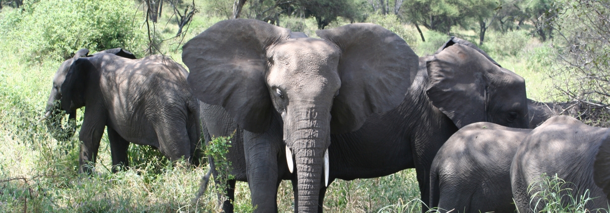 Elefantenherde im grünen Buschland eines Nationalparks in Tansania, ein Elefant blickt frontal in die Kamera
