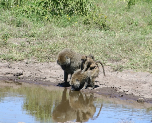 arusha4 Arusha-Nationalpark, Tansania