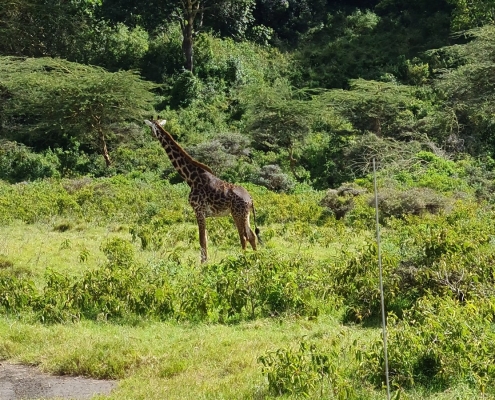 arusha8 Arusha-Nationalpark, Tansania