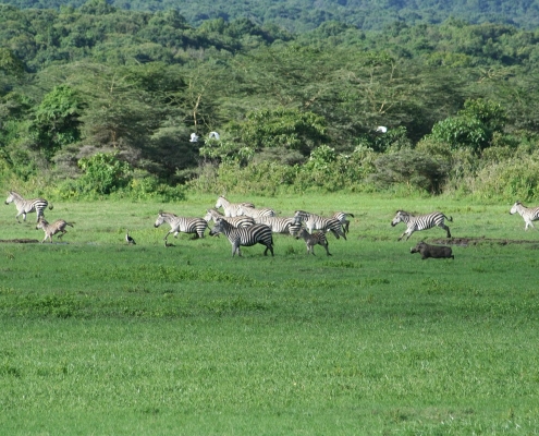 arusha9 Arusha-Nationalpark, Tansania