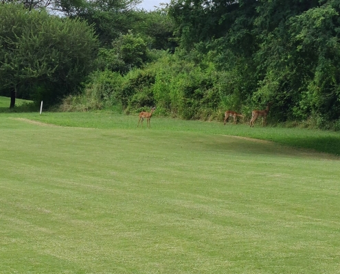 golf5 Golfplatz in Arusha, Tansania