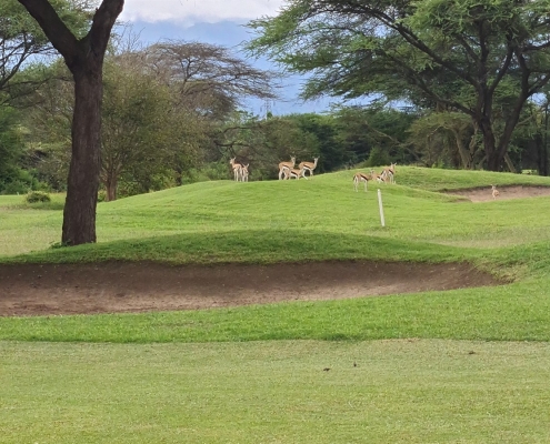 golf6 Golfplatz in Arusha, Tansania