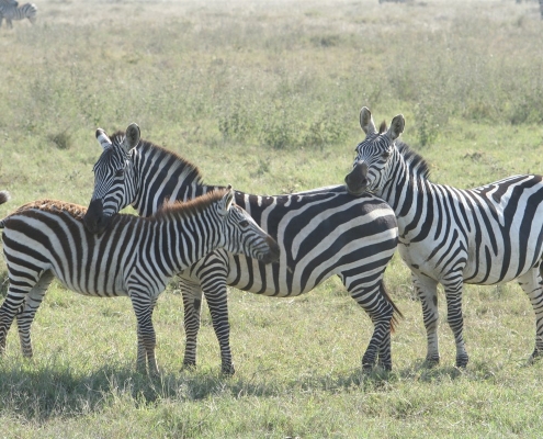 serengeti10 Serengeti, Tansania