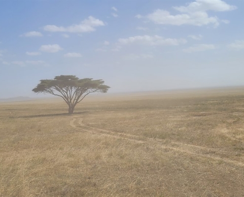 serengeti12 Serengeti, Tansania
