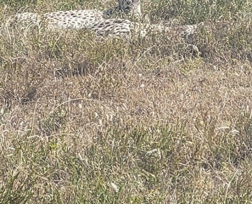 serengeti14 Serengeti, Tansania