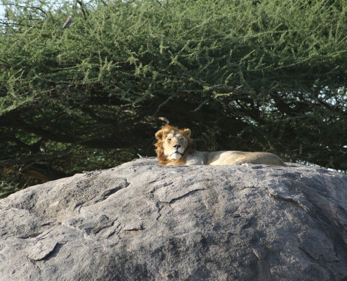 serengeti15 Serengeti, Tansania
