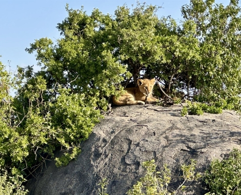 serengeti17 Serengeti, Tansania