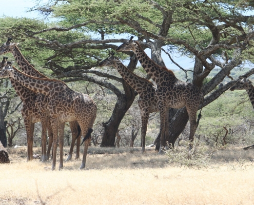 serengeti2 Serengeti, Tansania