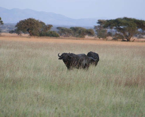 serengeti21 Serengeti, Tansania