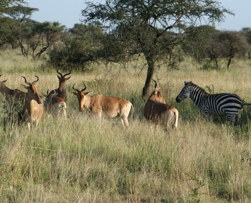 serengeti22 Serengeti, Tansania