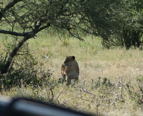 serengeti29 Serengeti, Tansania