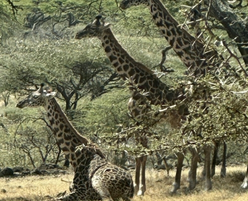 serengeti3 Serengeti, Tansania