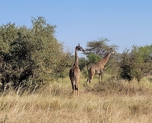 serengeti30 Serengeti, Tansania