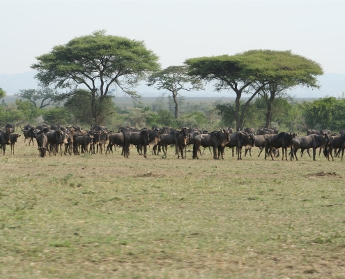 serengeti37 Serengeti, Tansania