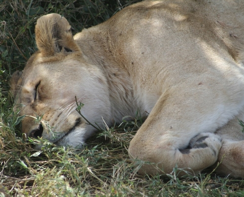 serengeti4 Serengeti, Tansania