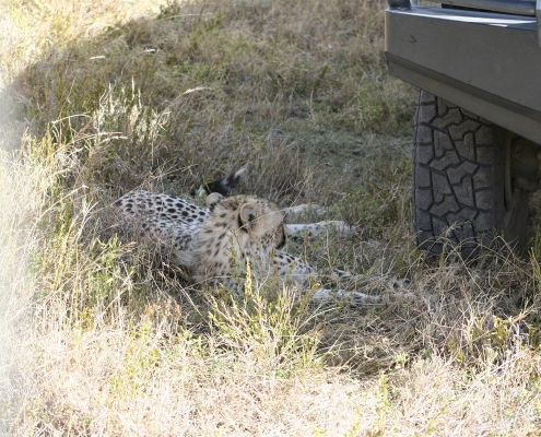 serengeti5 Serengeti, Tansania