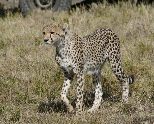 serengeti6 Serengeti, Tansania