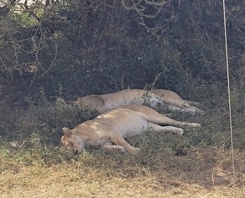serengeti7 Serengeti, Tansania