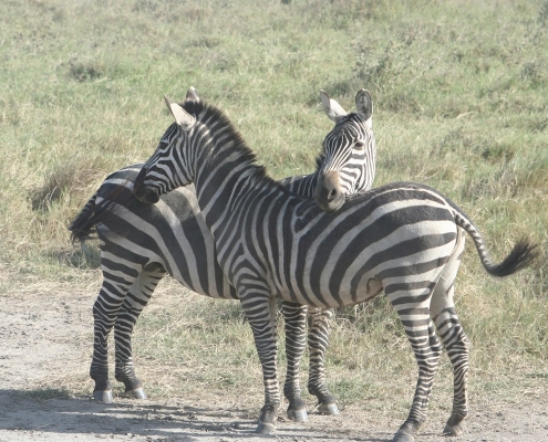 serengeti9 Serengeti, Tansania