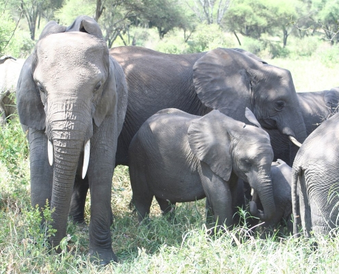 tarangire1 Tarangire-Nationalpark, Tansania