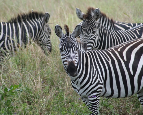 tarangire6 Tarangire-Nationalpark, Tansania