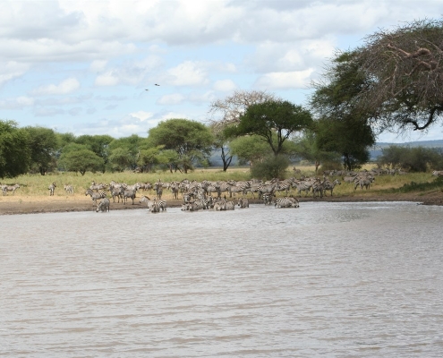 tarangire7 Tarangire-Nationalpark, Tansania
