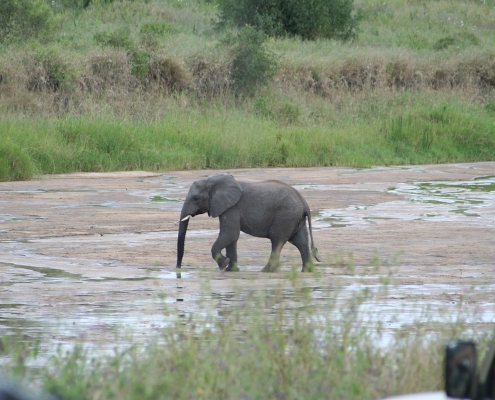 tarangire8 Tarangire-Nationalpark, Tansania